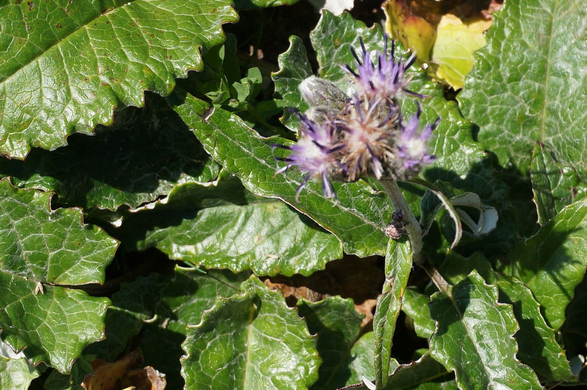Saussurea discolor