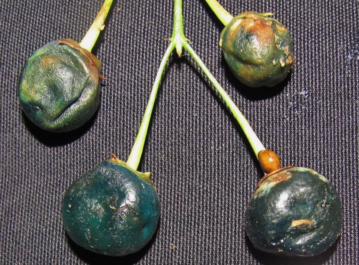Aegiphila 4