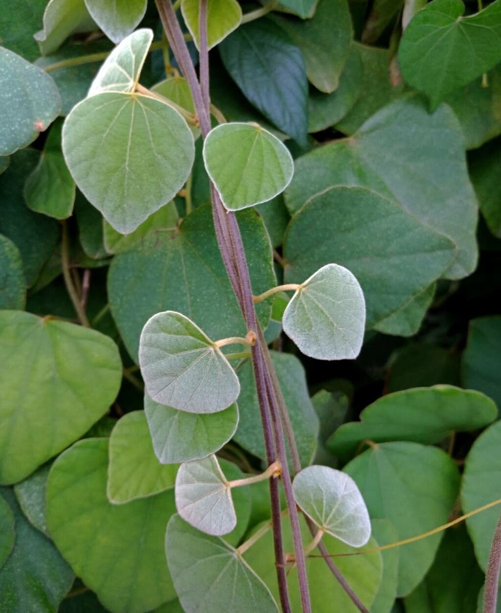 Cissampelos pareira 15