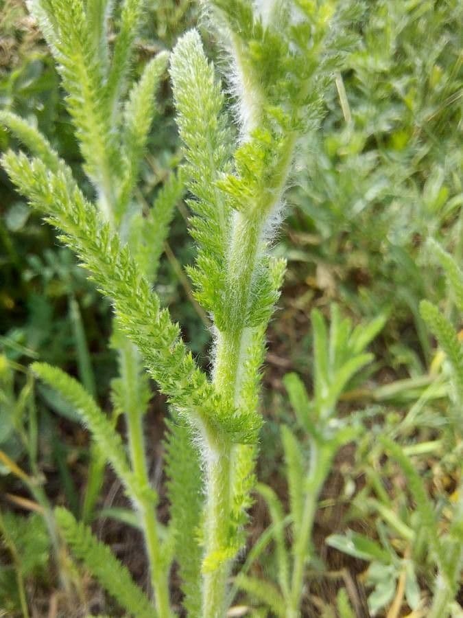 Achillea tomentosa 18