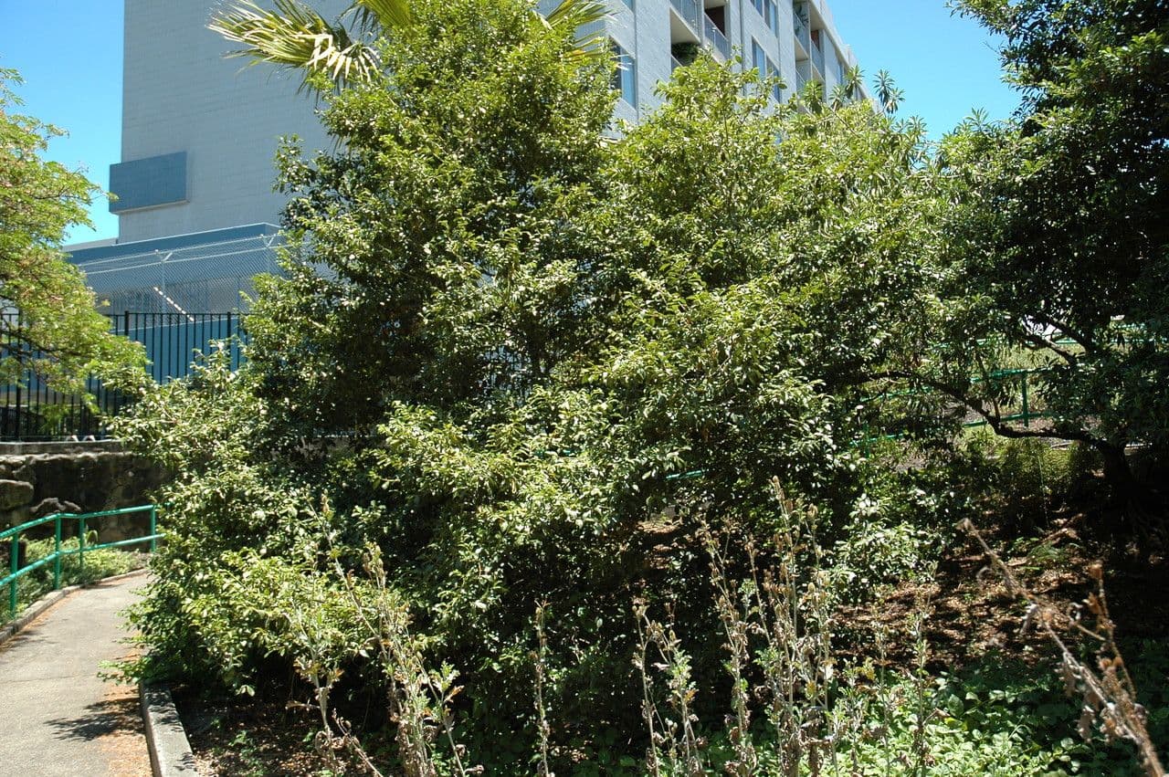 Psydrax odorata 4