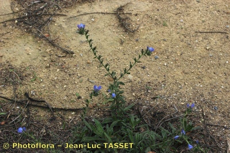 Echium gaditano 4