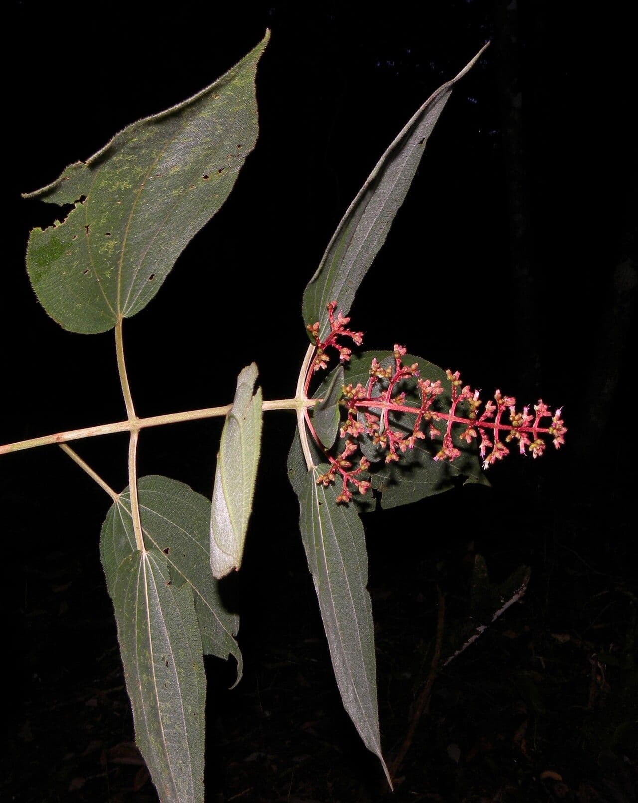 Miconia 6