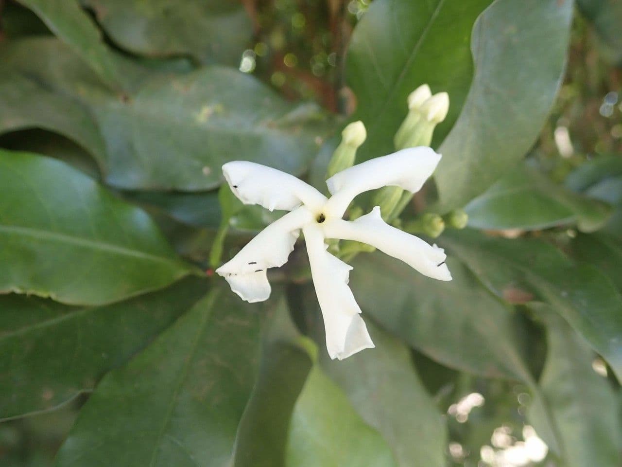 Tabernaemontana 8