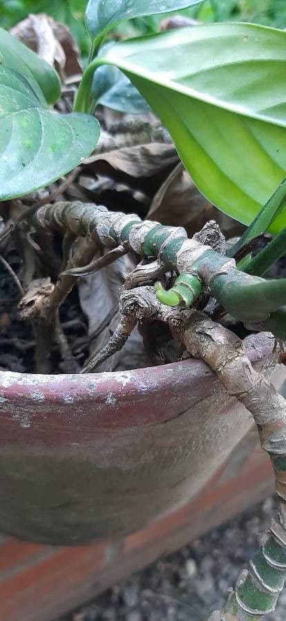 Aglaonema 15
