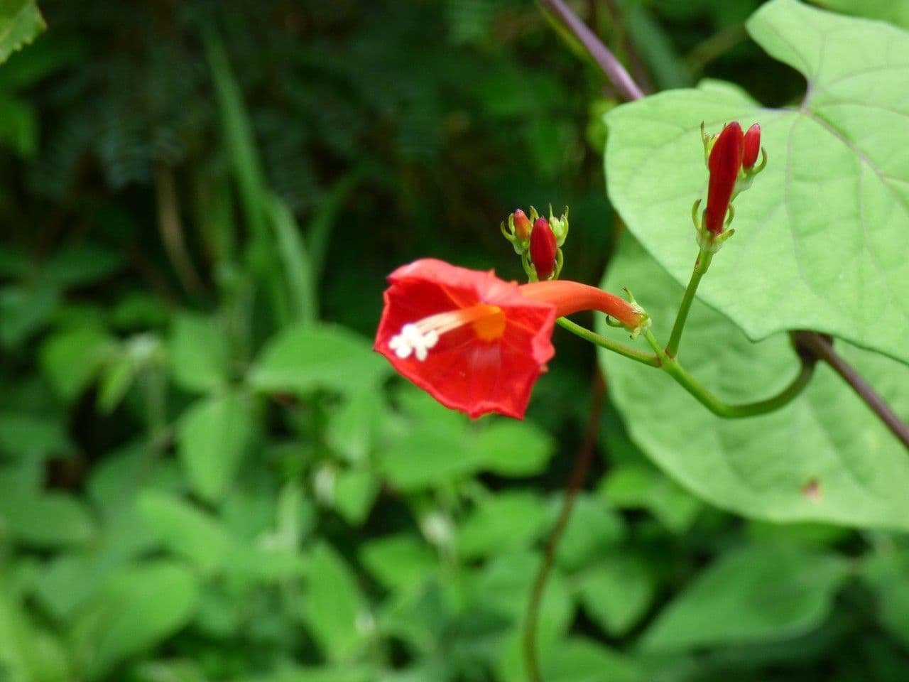Ipomoea hederifolia 8