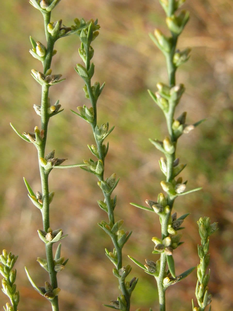 Passerina 9
