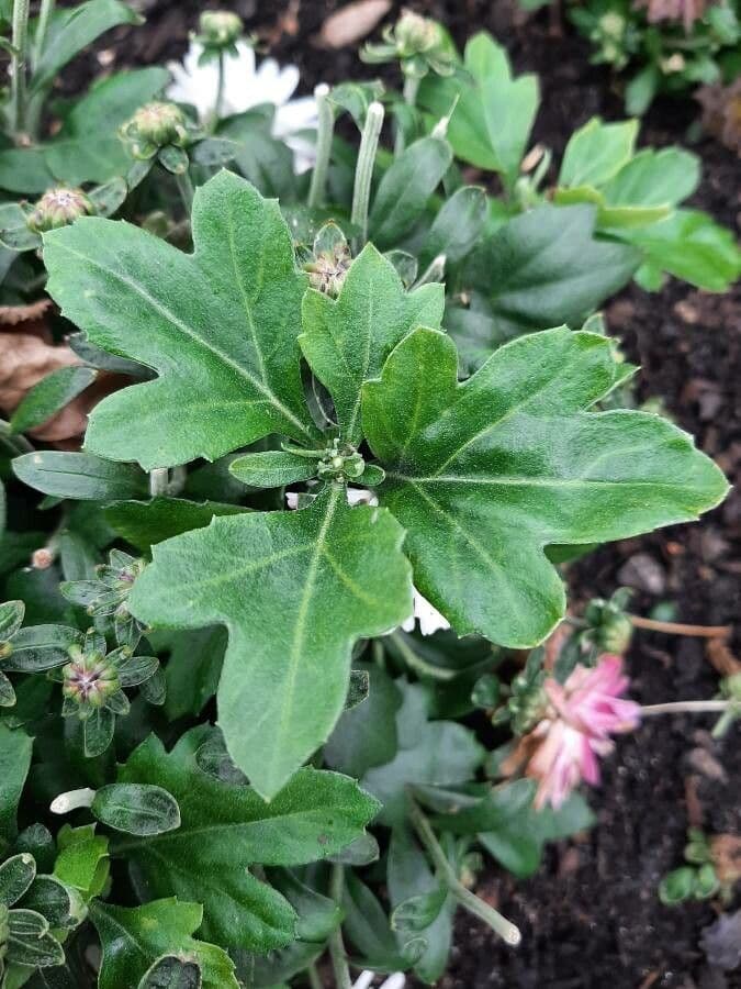 Callistephus chinensis 17
