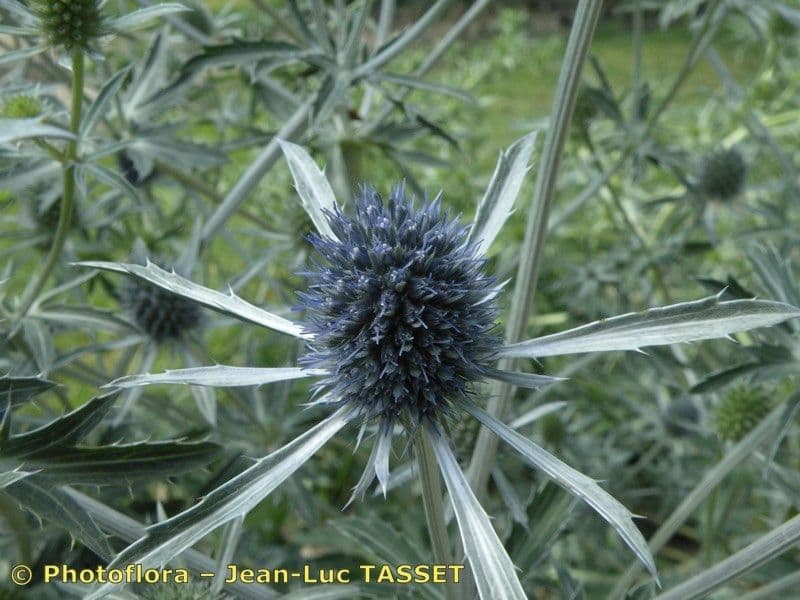 Panicaut