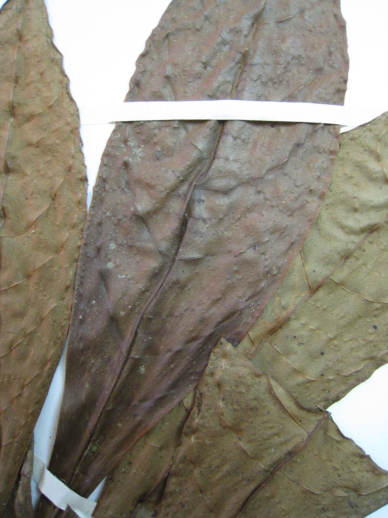 Cybianthus 2