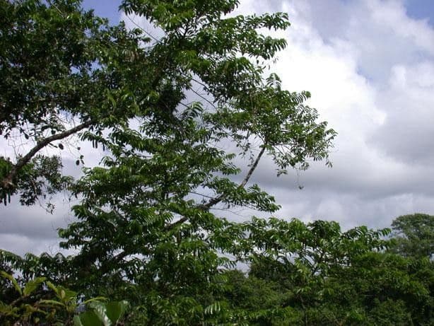 Laetia alta 7