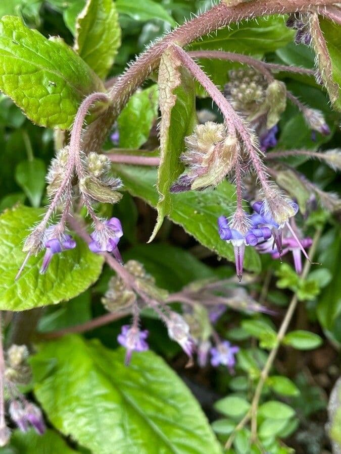 Trachystemon d'Orient 16