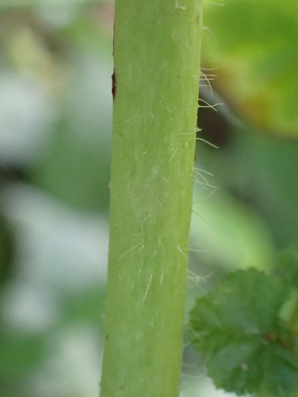 Malva selvatica 23