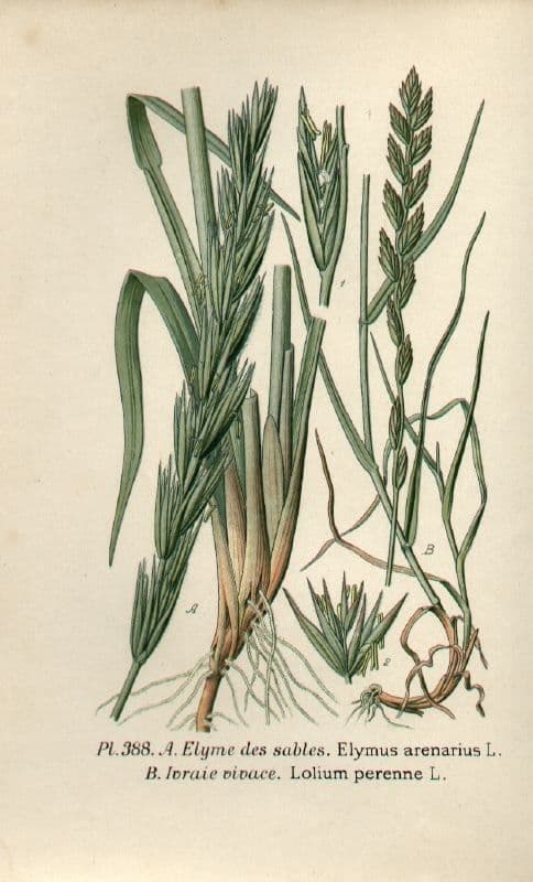Elimo sabbioso 30