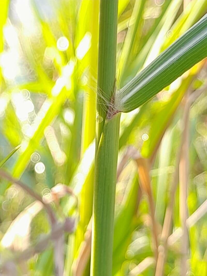 Urville-Paspalum 21