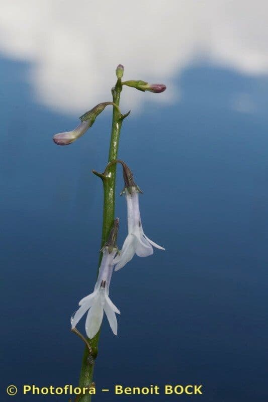 Lobelia acquatica 19