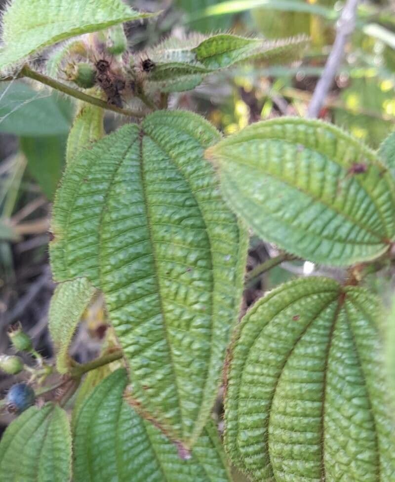 Miconia prasina 9