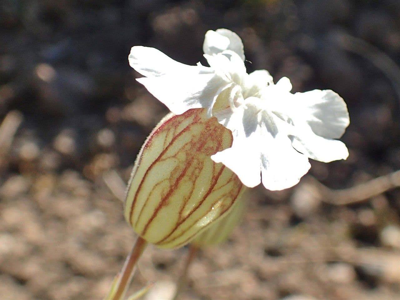 Silene 3