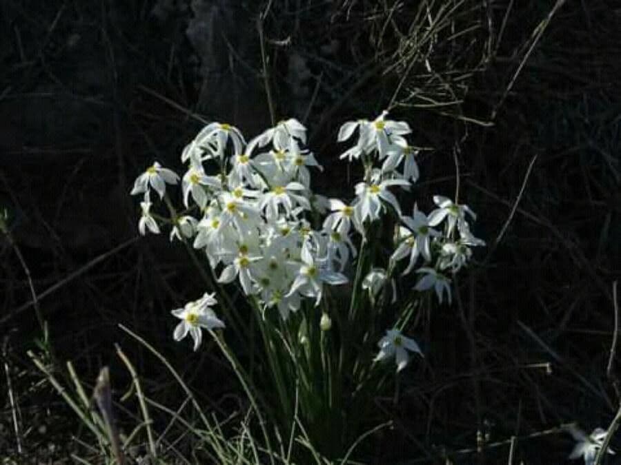 Narciso 2