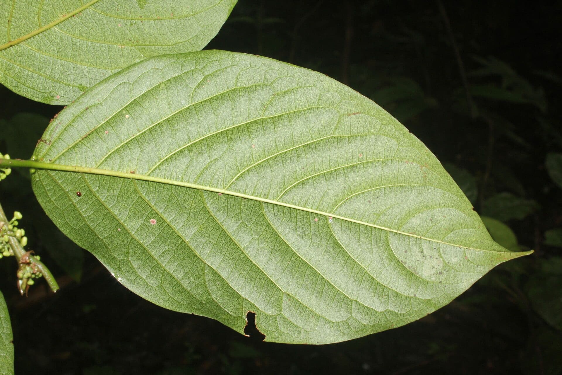 Colubrina 9