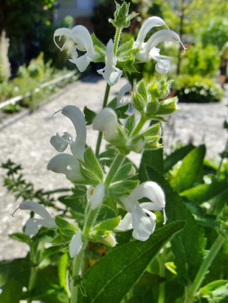 Salbei 2