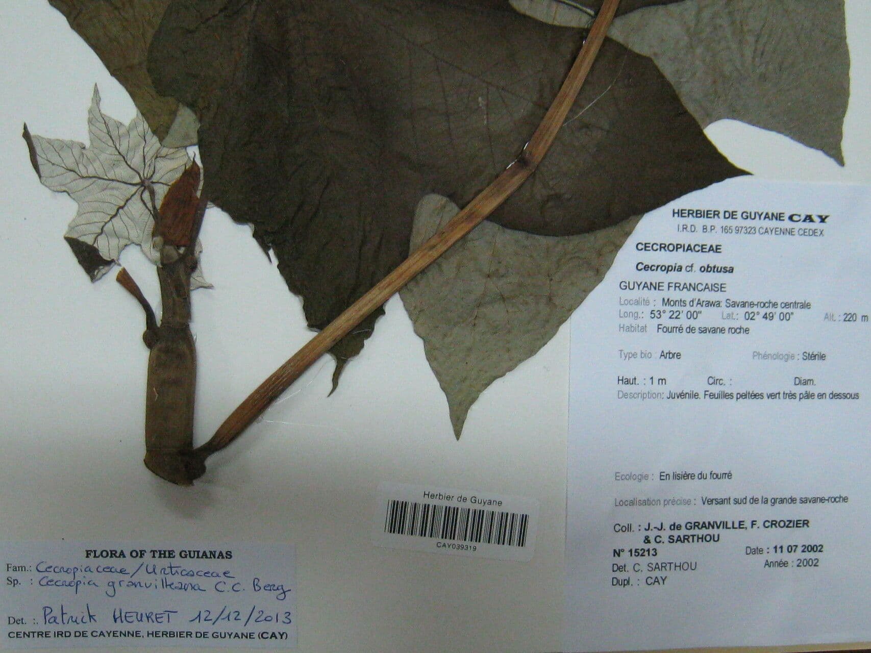 Cecropia 2