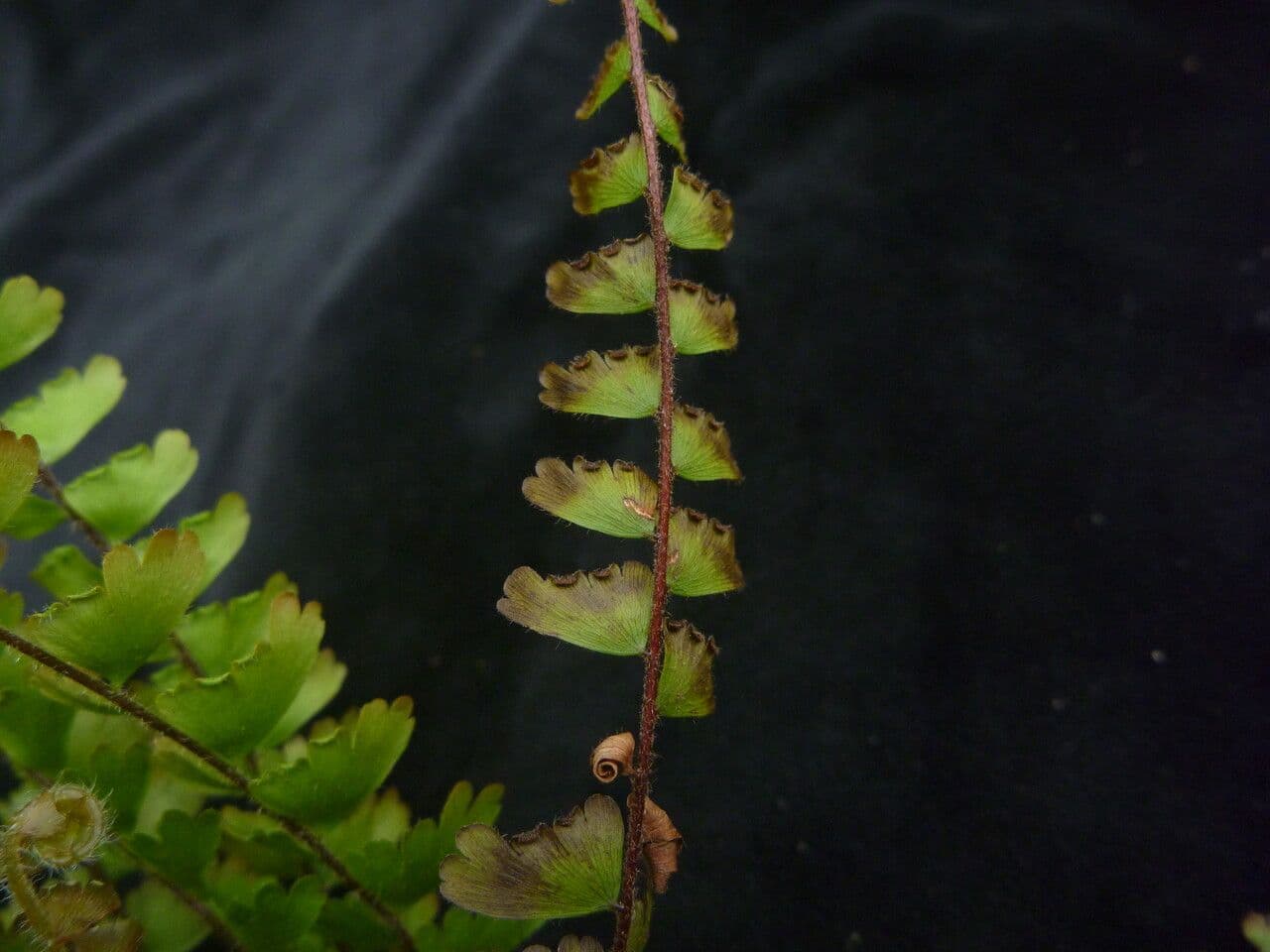 Nejata 3