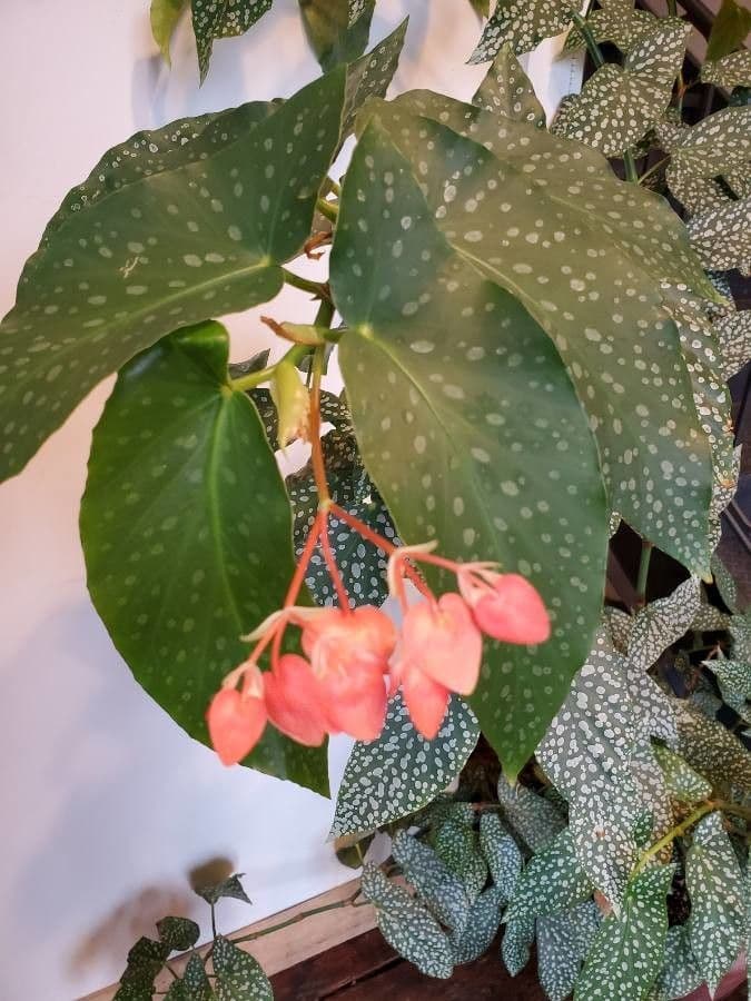 Begonia 7