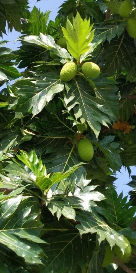 Albero del pane 19