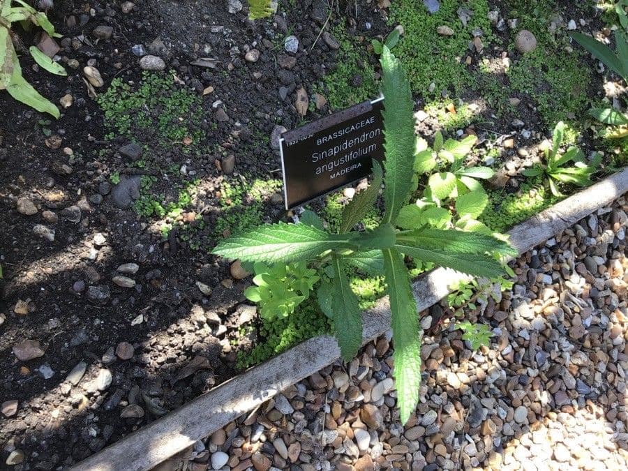 Sinapidendron
