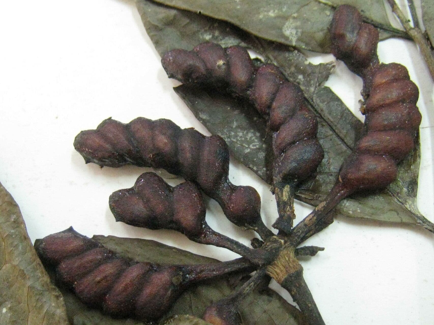Surinam-Cardiopetalum 4