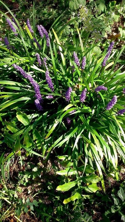 Liriope 14