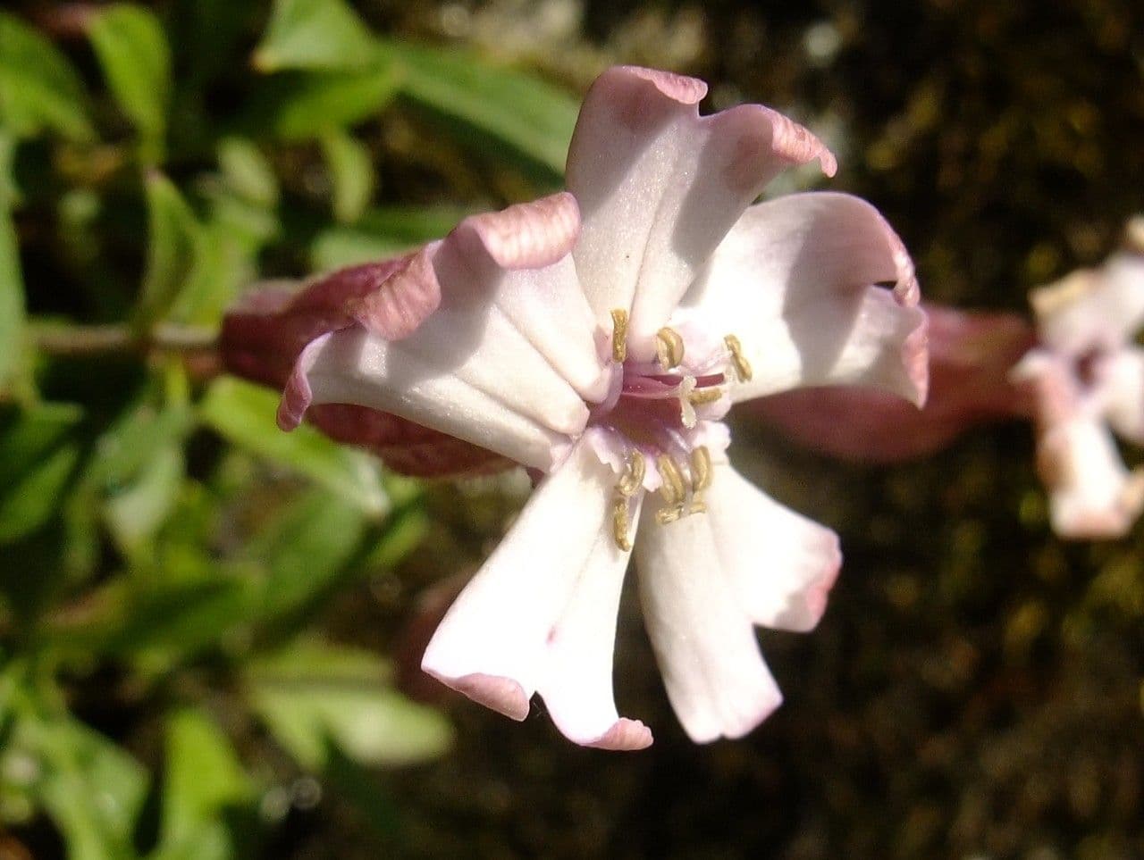 Walliser Leimkraut 4