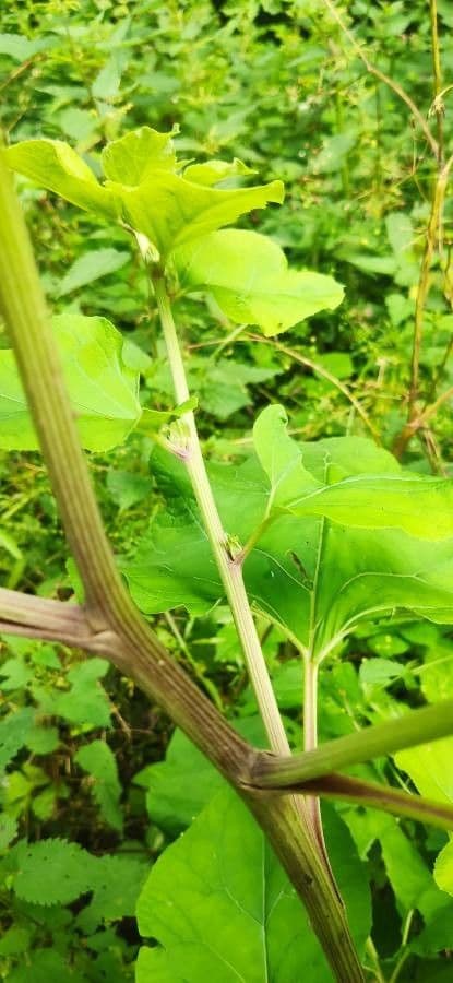 Bardana selvatica 24