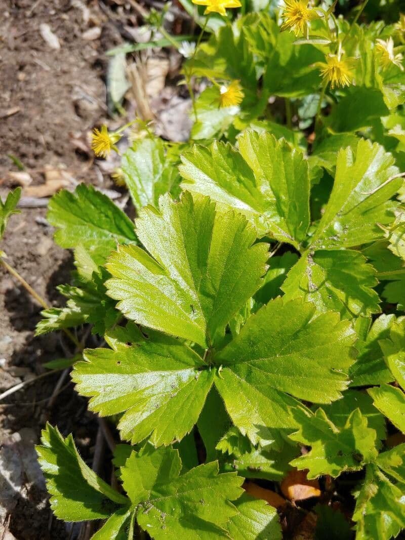 Waldsteinia 10
