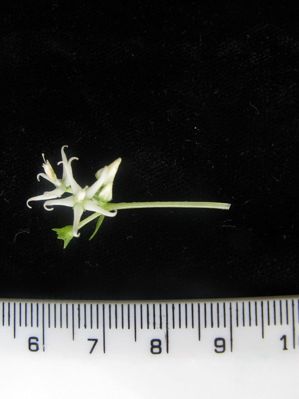 Argostemma 8