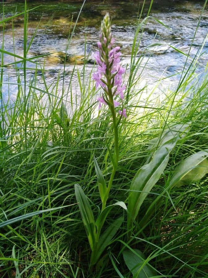 Orchis négligé 24