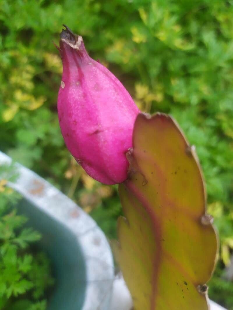 Cactus grimpant 4
