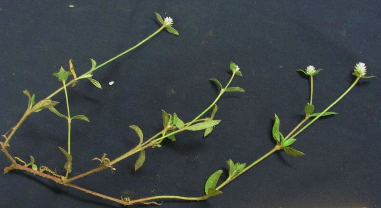 Gomphrena serrata 23