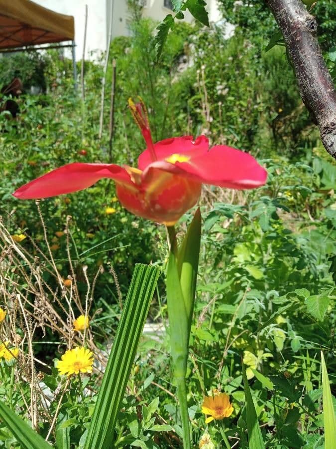 Tigridia 8