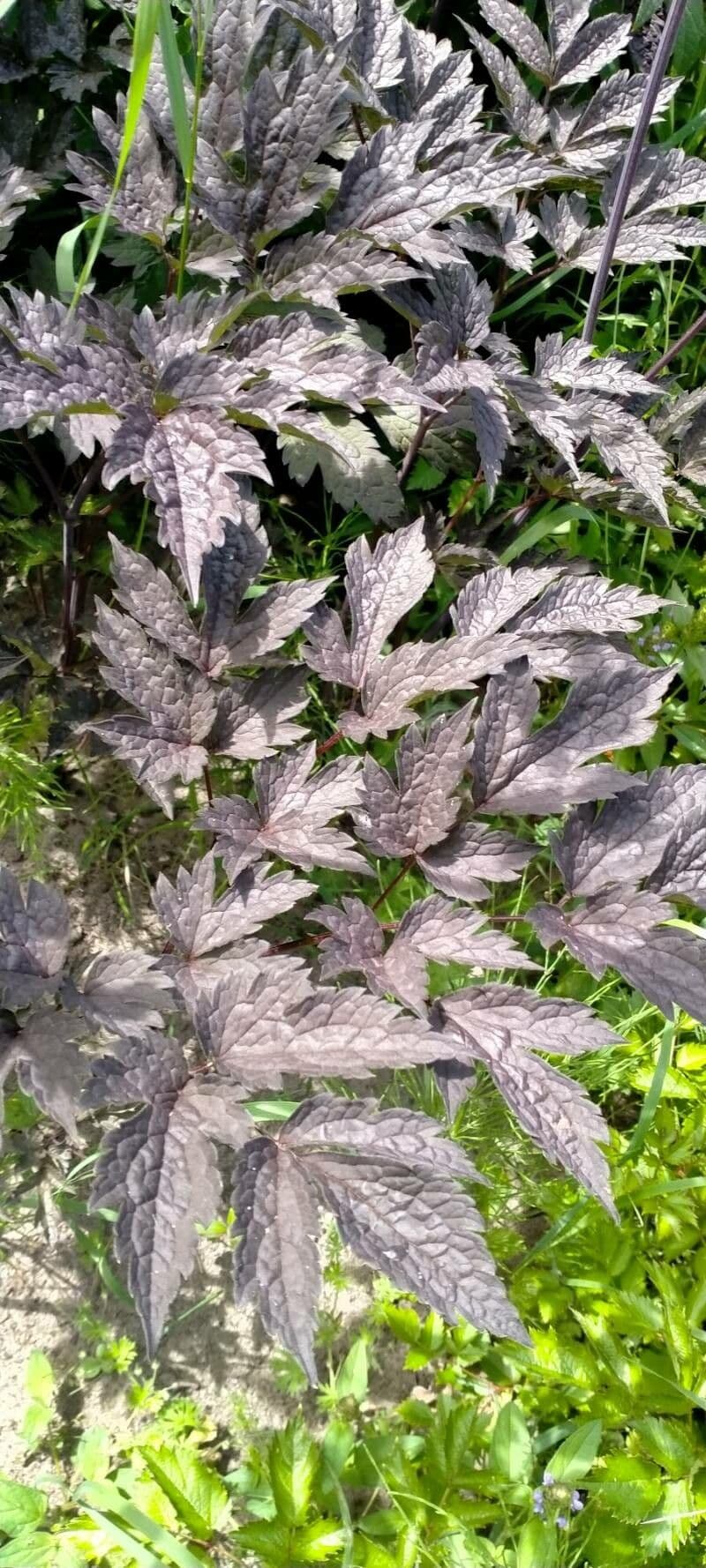 Actaea alta 10