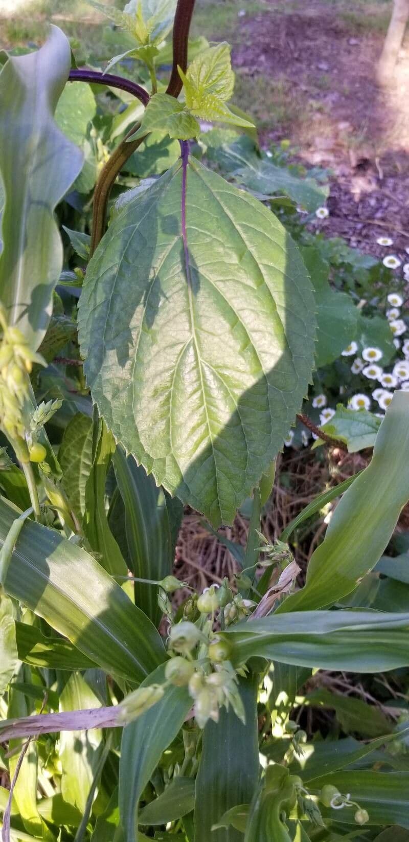Salvia 9
