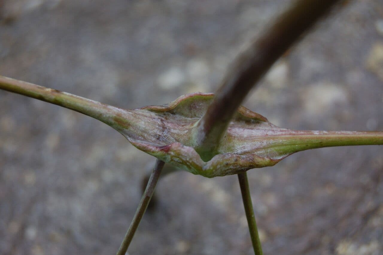 Clematis connata 10