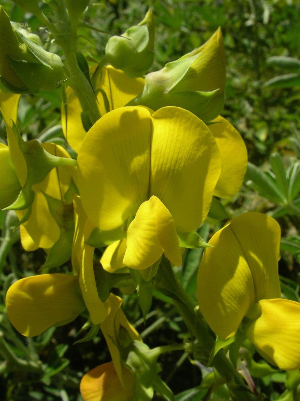 Hrozenec 2