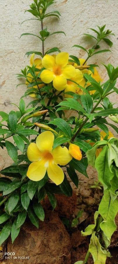 Busch-Allamanda 6