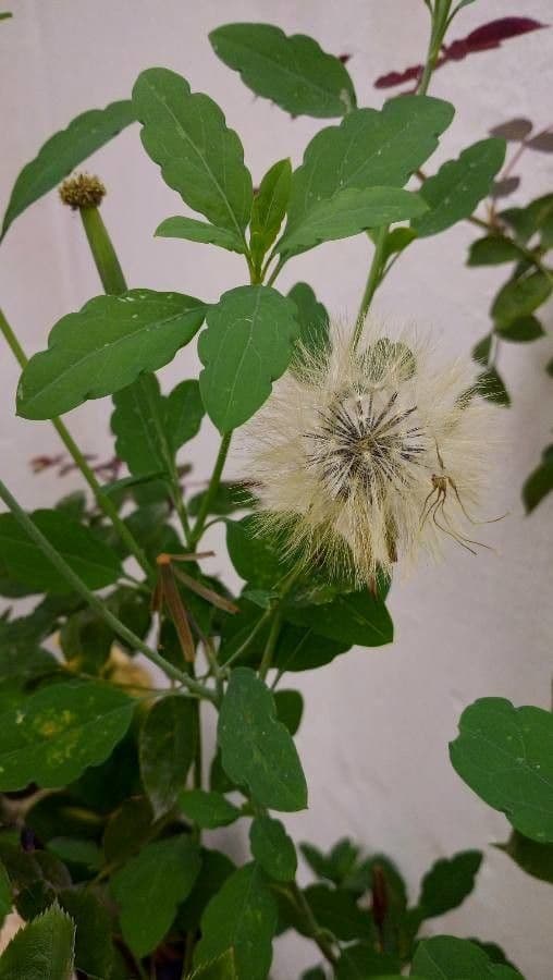 Cilantro de monte 21