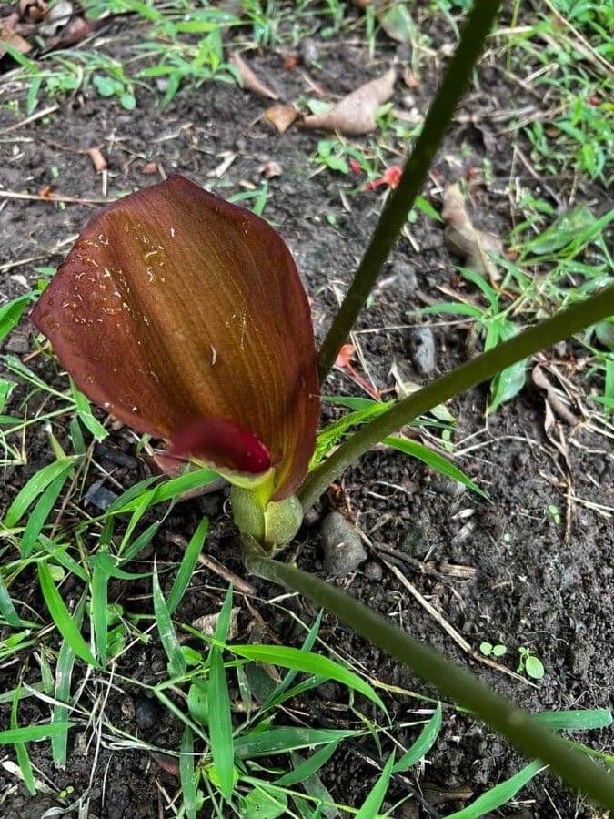 Typhonium
