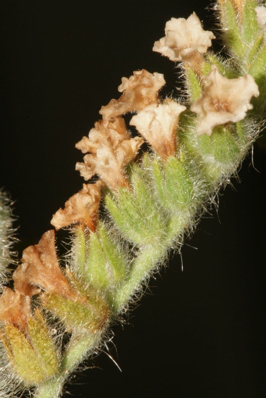 Zottiger Heliotrop 3