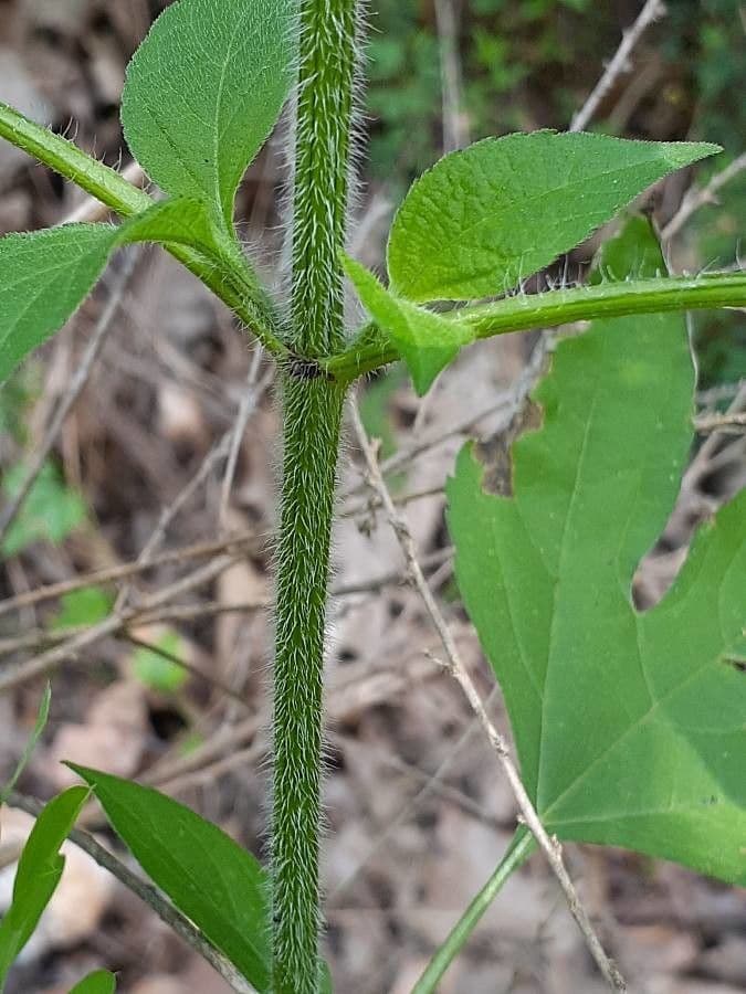 Ambrosia trifida 25