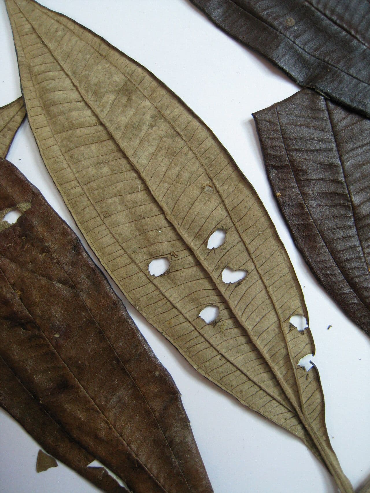 Miconia 10